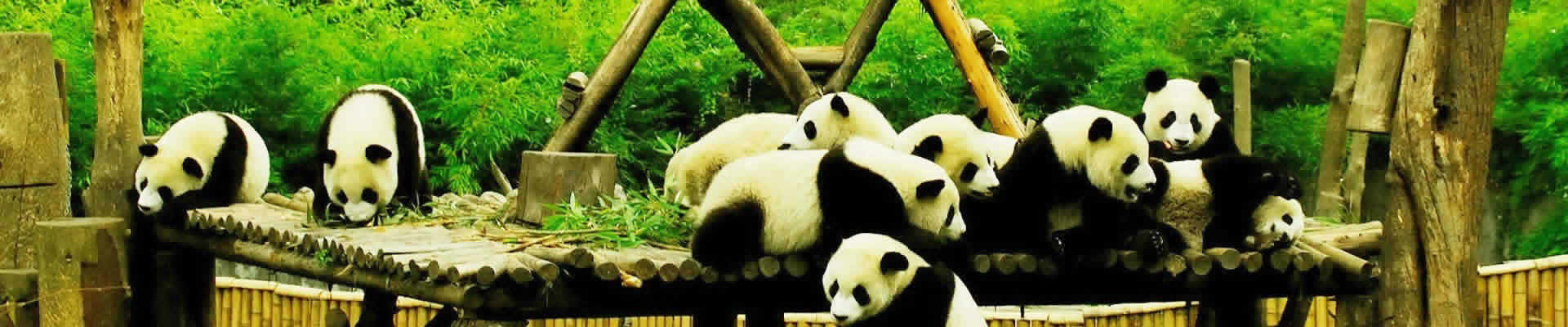 Book the best of China Panda Tour for a lifetime with us, a leading China travel tour agency is necessary. Check off the most significant attractions of the top China destinations including Beijing, Xi'an, Guilin, Chengdu, Shanghai.