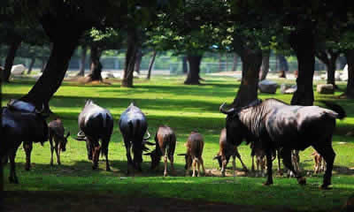 Qinling Wild Animal Park