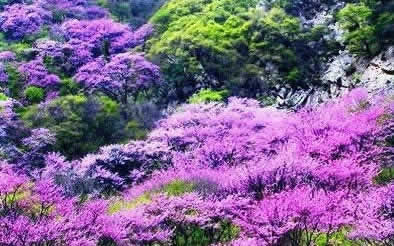 Taiping National Forest Park