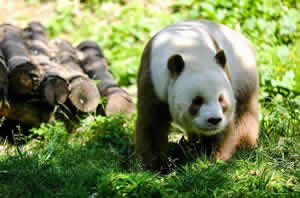 Package to Xian: Xian Rare Animal Day Tour with Panda