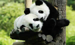 Travel From Beijing to Xian: One Day Xi'an Panda Reserve Tour From Beijing without Train/Air Ticket