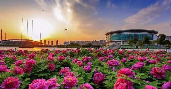 One Day Xian to Luoyang Peony Blossom 
