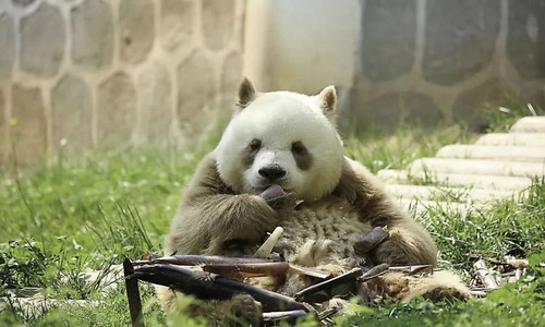 Discover Xi'an’s Pandas: Where Majestic Wildlife Meets Timeless Tradition