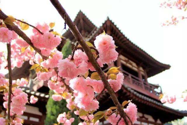 Qinglong_Temple_3.jpg