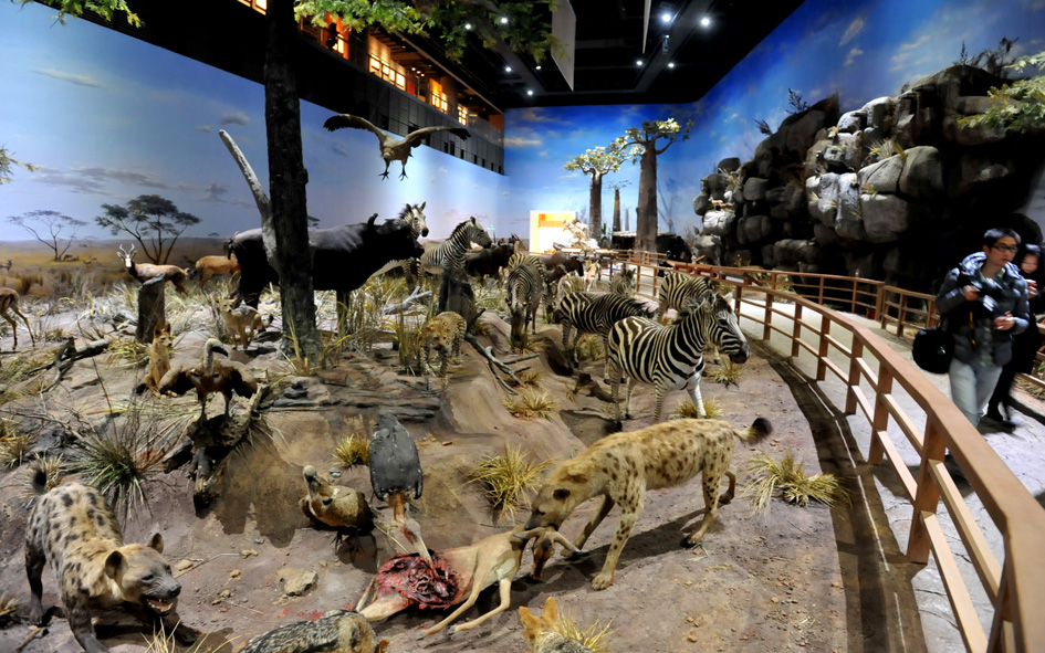 shaanxi-nature-museum