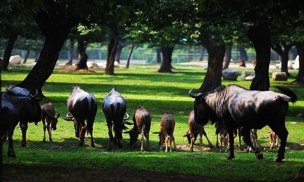 qinling_wild_animal_zoo.jpg