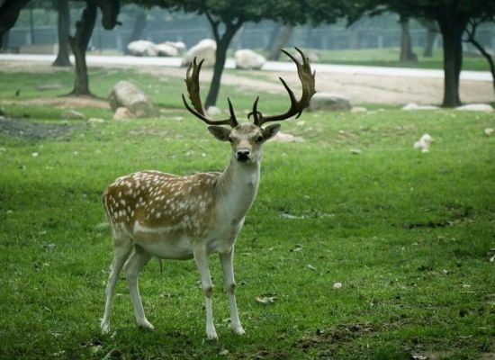 qinling_wild_animal_zoo1.jpg