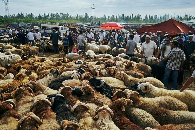 northwest_china_tour_xinjiang_silk_road_tour_livestock_market.jpg