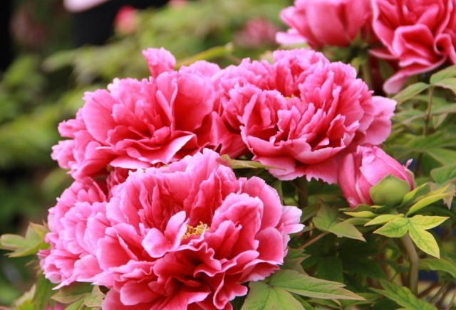 luoyang_peony_festival.jpg