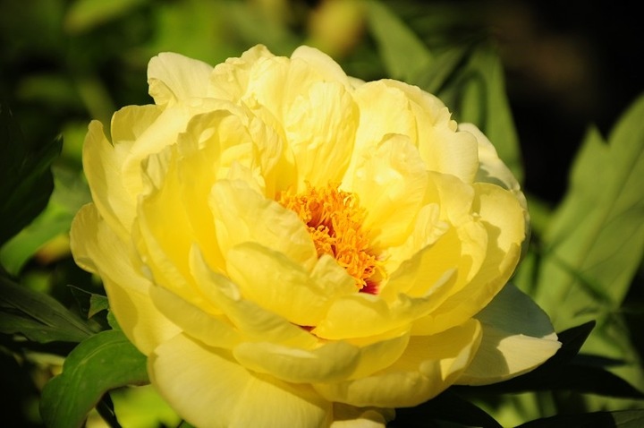 luoyang_peony_festival1.jpg