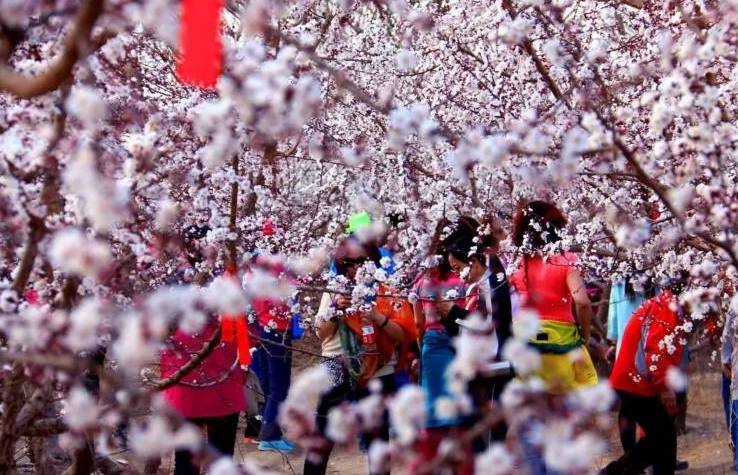 Apricot Blossom Festival.jpg