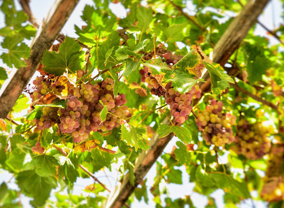 Turpan Grape Valley.png