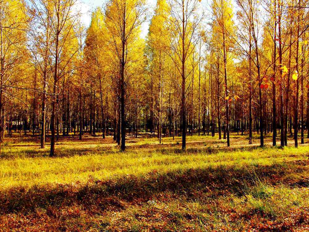 Heihe_National_Park.jpg
