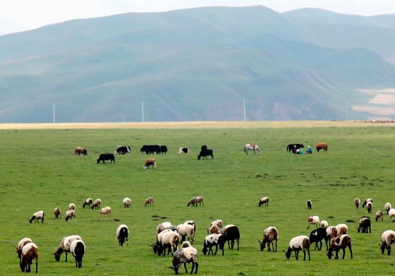 Sangke Grassland_02.png