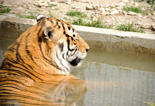Tiger_Park.jpg