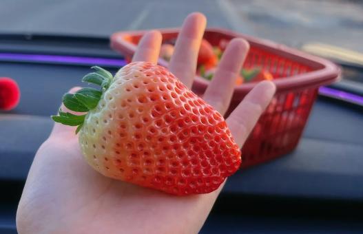 Strawberry-picking-Xian-tour-package