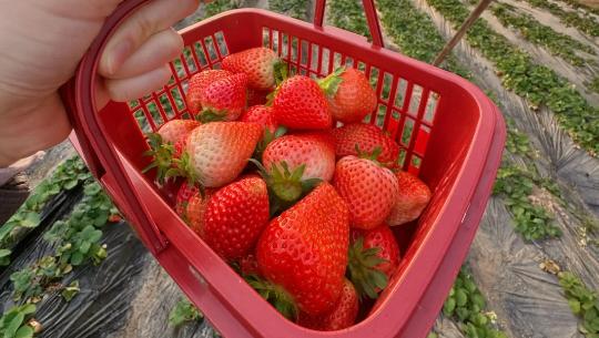 Xian-tour-Strawberry-picking