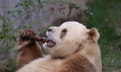 Qinling-Wildlife-Park-xian-panda Qinling-Wildlife-Park-xian-panda