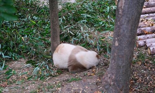 Xian-tour-Qinling-Wildlife-Park Xian-tour-Qinling-Wildlife-Park
