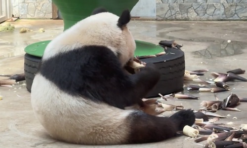 panda-in-Qinling-Wildlife-Park