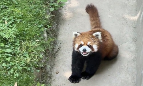 xian-Qinling-Wildlife-Park-panda-tour