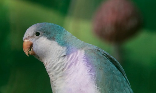 xian-Bird-Paradise