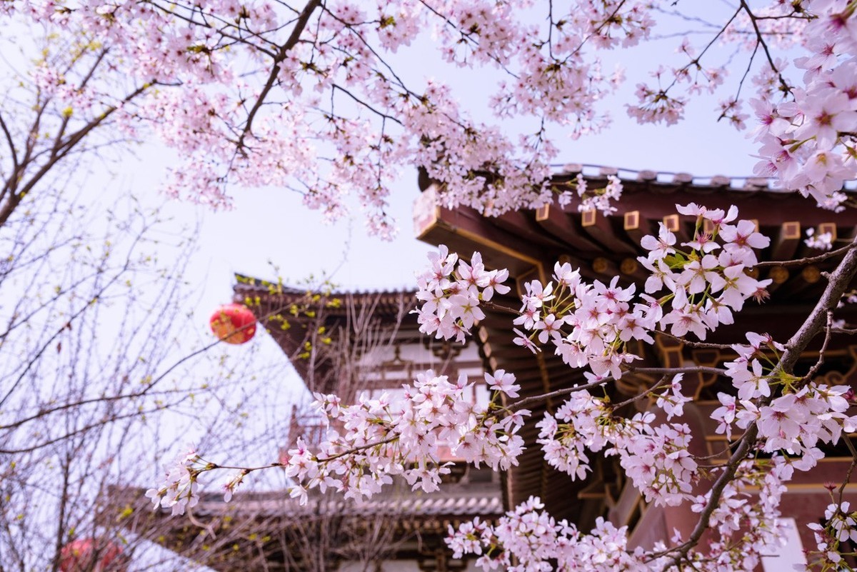 Qinglong-Temple-Cherry-Blossoms-01