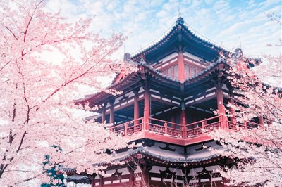 Qinglong-Temple-Cherry-Blossoms