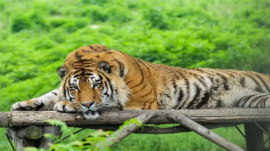 Qinling-Wildlife-Park-01