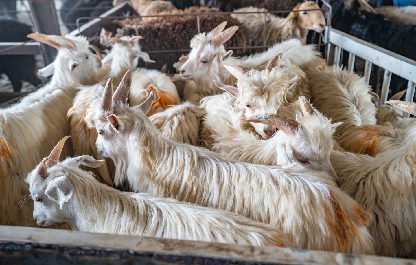 livestock-market-01