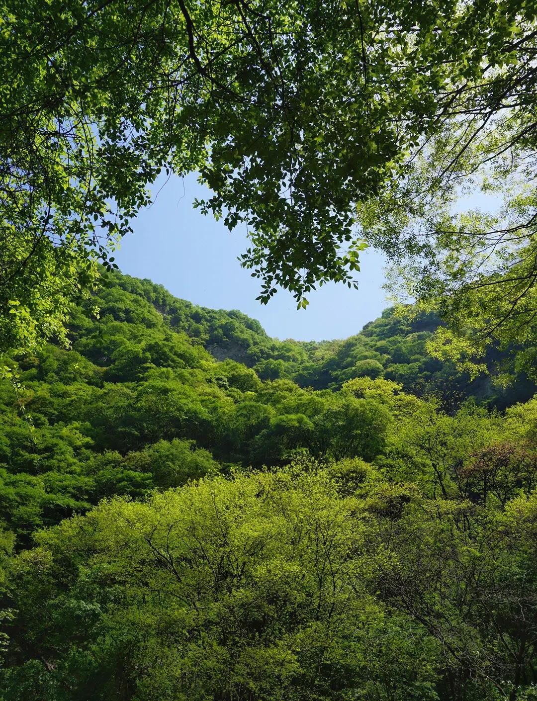 Taiping-National-Forest-Park1