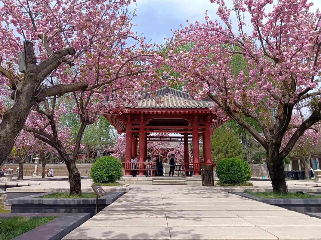 Cherry-Blossom-Festival1