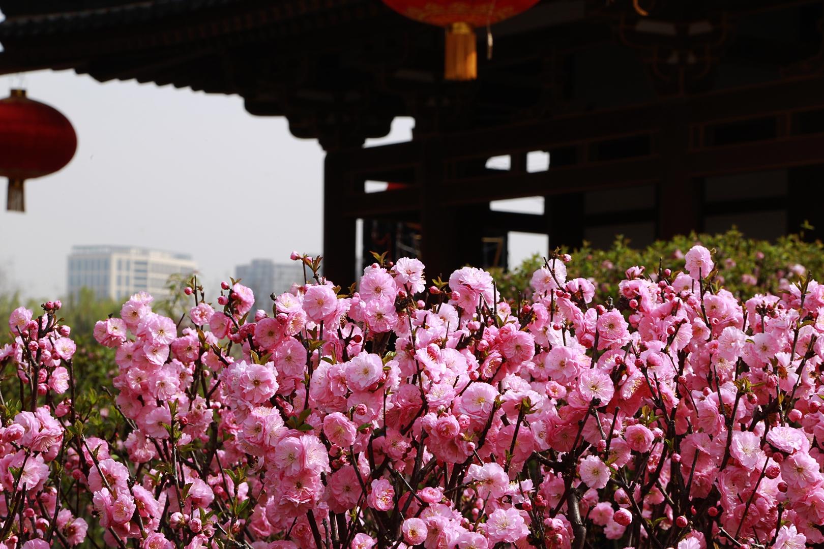 Cherry-Blossom-Festival2