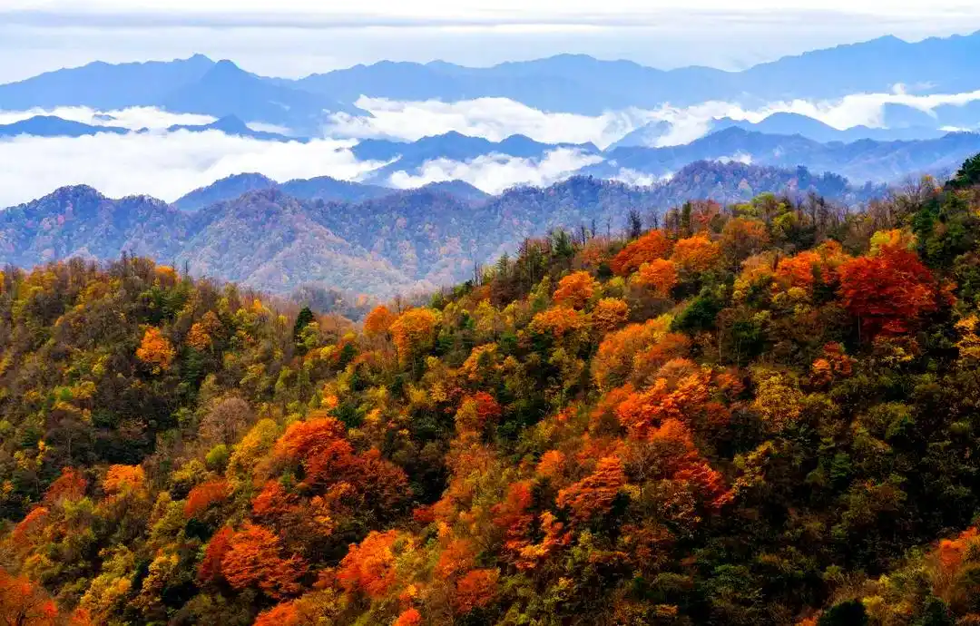 Qinling-Red-Leaf-Festival1