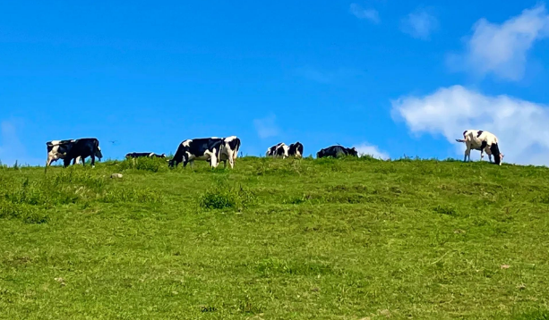 Urumqi-Nanshan-Ranch1