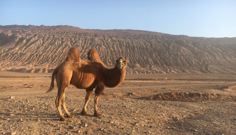 ride-camels