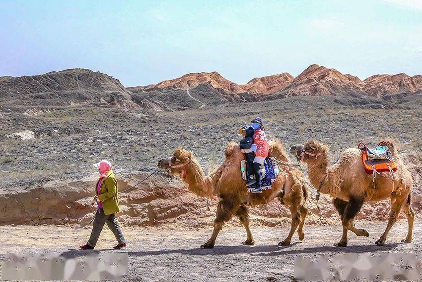 Camel-Ride-1