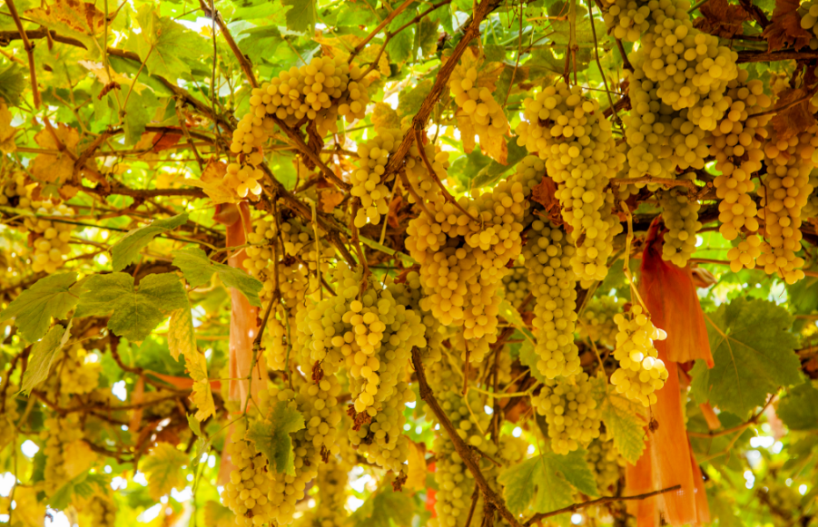 Grape-Picking