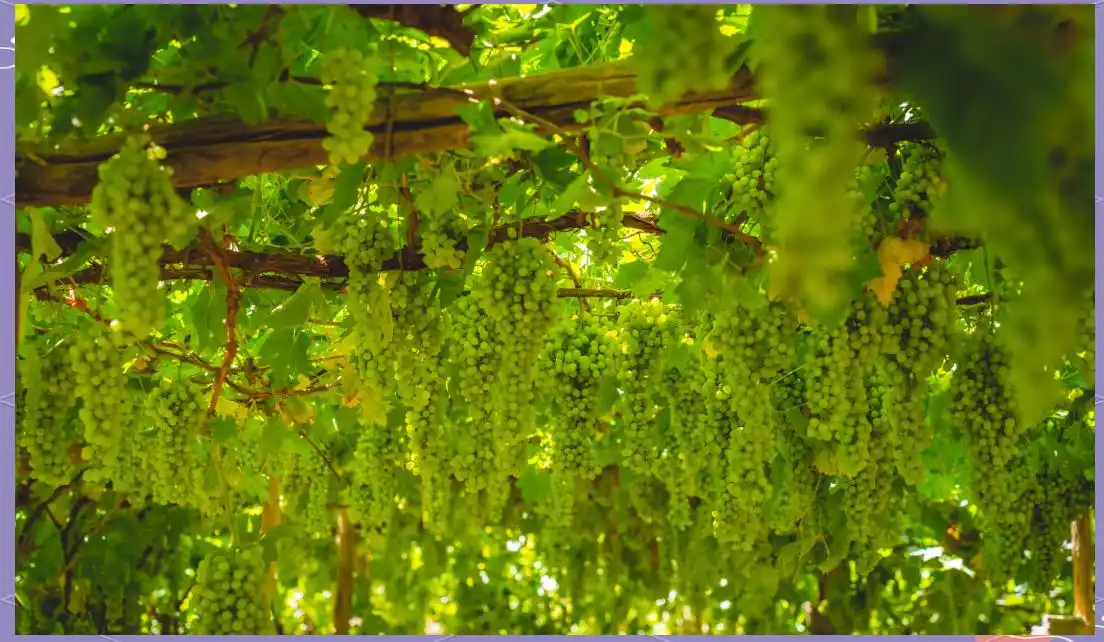 Grape-Valley1