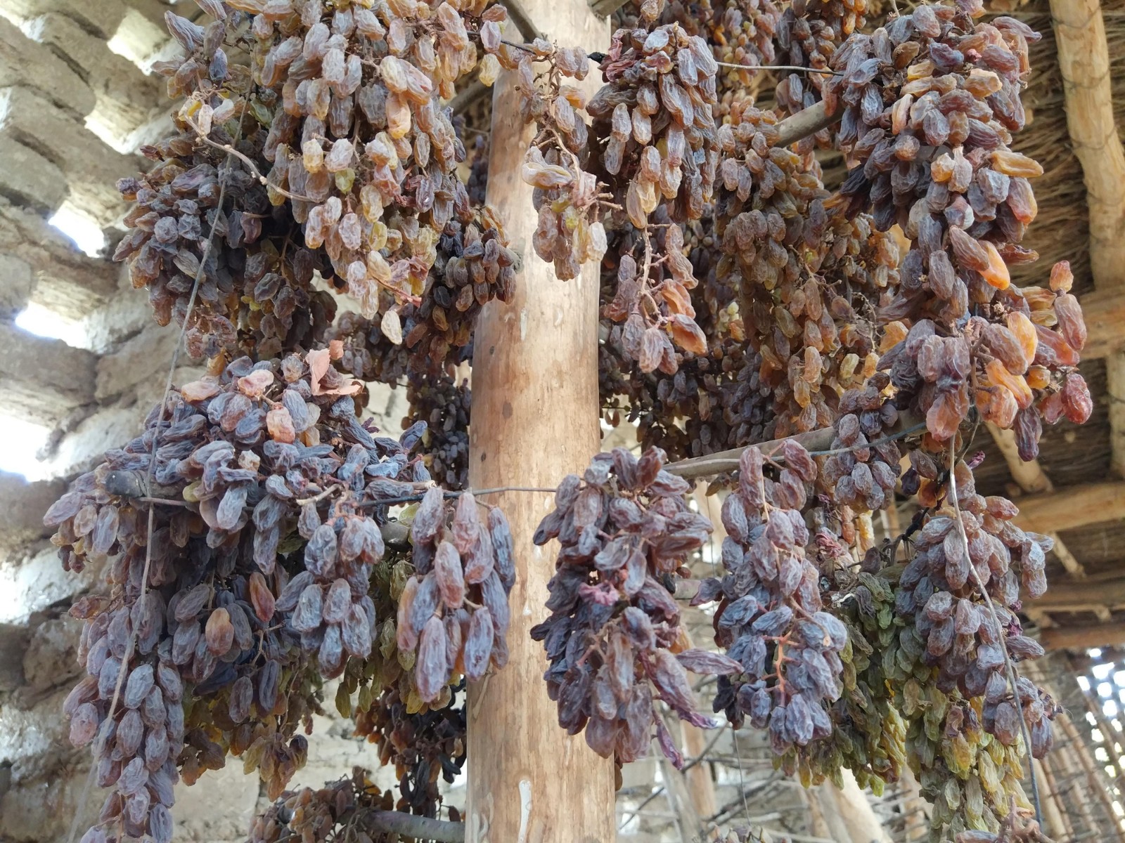 Raisin-Drying