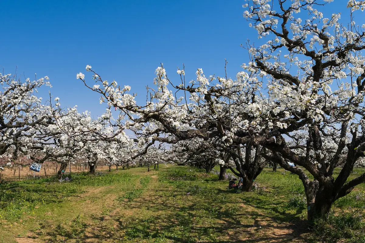 Shichuan-Pear-Garden-1