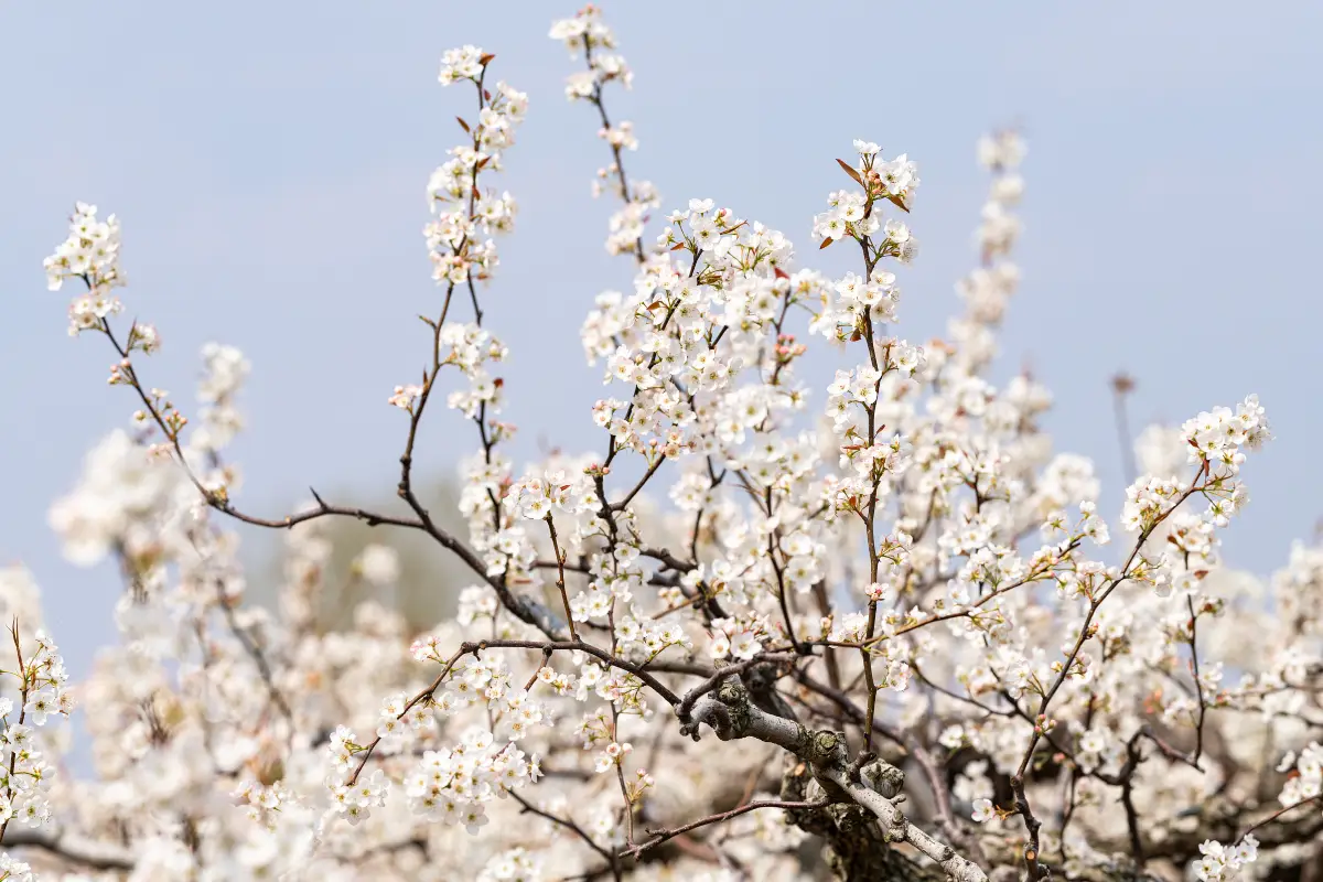 Shichuan-Pear-Garden