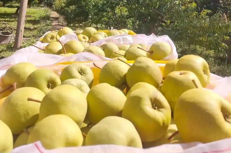 Seasonal-Pear-Fruit-Picking-2