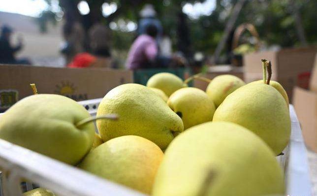 Seasonal-Pear-Fruit-Picking