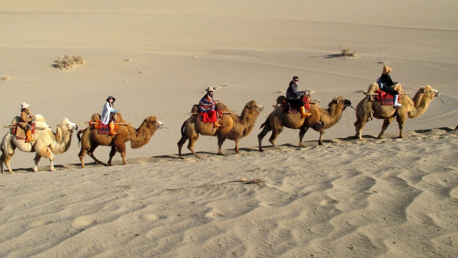 Camel-Riding1 Camel-Riding1