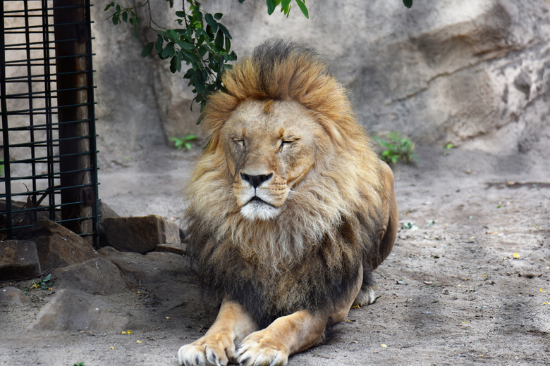 Lion-Enclosure Lion-Enclosure