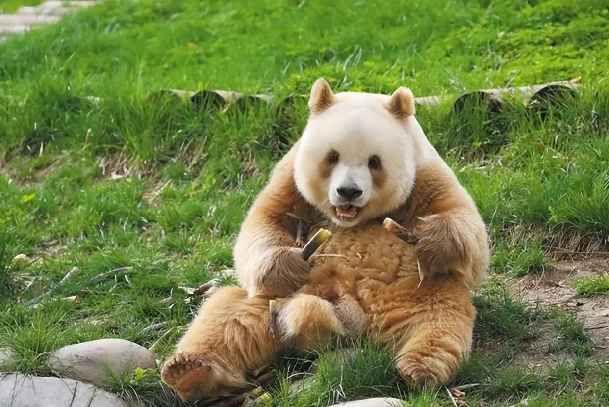 Qinling-subspecies-of-giant-pandas1 Qinling-subspecies-of-giant-pandas1