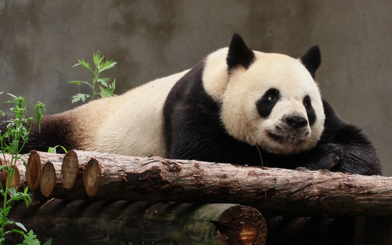 Qinling-subspecies-of-giant-pandas2 Qinling-subspecies-of-giant-pandas2