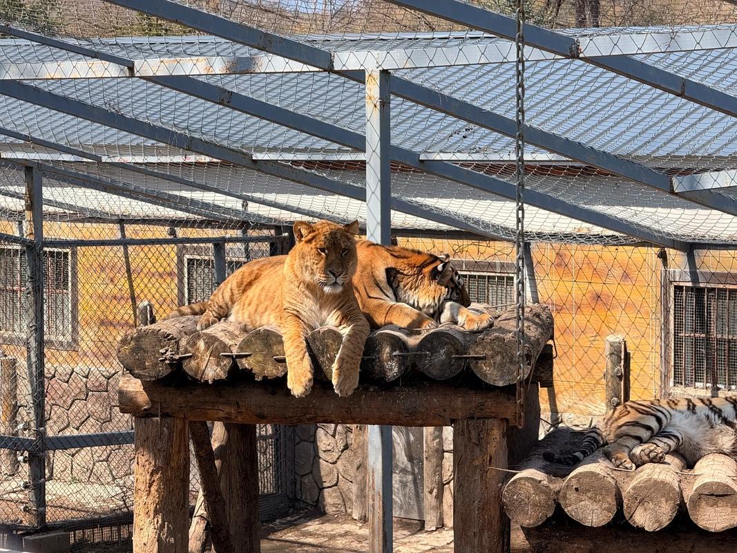 Tiger-Enclosure1 Tiger-Enclosure1