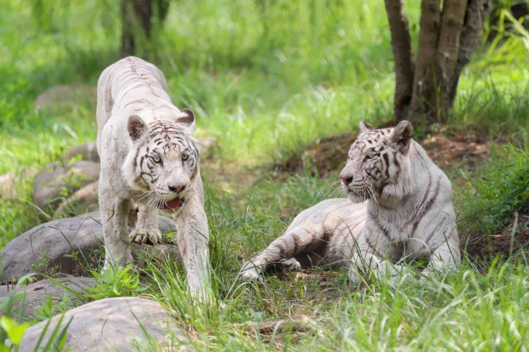 Tiger-Enclosure2 Tiger-Enclosure2